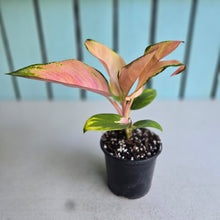 Load image into Gallery viewer, #W44 Aglaonema Spitfire