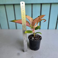 Load image into Gallery viewer, #W44 Aglaonema Spitfire