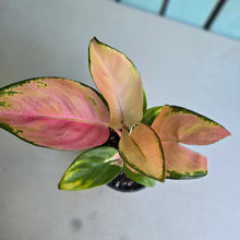Load image into Gallery viewer, #W44 Aglaonema Spitfire