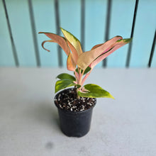 Load image into Gallery viewer, #W44 Aglaonema Spitfire