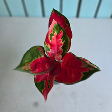 Load image into Gallery viewer, #H108 Aglaonema Thailand Red