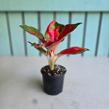 Load image into Gallery viewer, #H108 Aglaonema Thailand Red