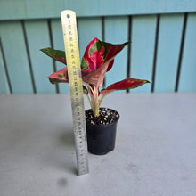 Load image into Gallery viewer, #H108 Aglaonema Thailand Red