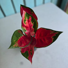Load image into Gallery viewer, #H108 Aglaonema Thailand Red