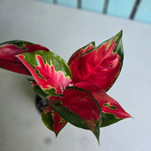 Load image into Gallery viewer, #H108 Aglaonema Thailand Red