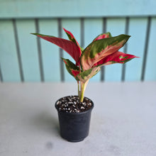 Load image into Gallery viewer, #H108 Aglaonema Thailand Red