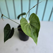 Load image into Gallery viewer, #71 Flowering Anthurium Clarinervium x
