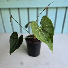 Load image into Gallery viewer, #71 Flowering Anthurium Clarinervium x