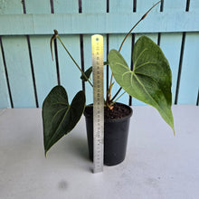 Load image into Gallery viewer, #71 Flowering Anthurium Clarinervium x