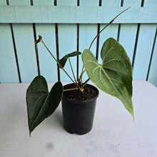 Load image into Gallery viewer, #71 Flowering Anthurium Clarinervium x