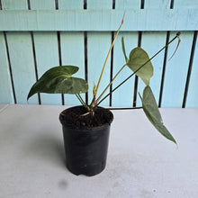 Load image into Gallery viewer, #71 Flowering Anthurium Clarinervium x