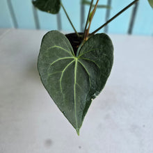 Load image into Gallery viewer, #71 Flowering Anthurium Clarinervium x