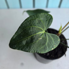 Load image into Gallery viewer, #71 Flowering Anthurium Clarinervium x