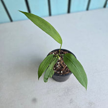 Load image into Gallery viewer, #P4 Anthurium Vittarifolium