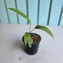 Load image into Gallery viewer, #P4 Anthurium Vittarifolium