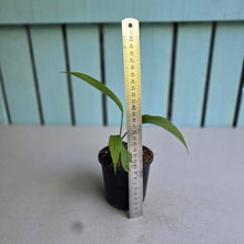 Load image into Gallery viewer, #P4 Anthurium Vittarifolium