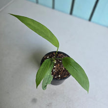 Load image into Gallery viewer, #P4 Anthurium Vittarifolium