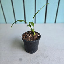 Load image into Gallery viewer, #P4 Anthurium Vittarifolium