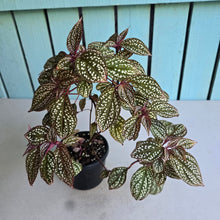 Load image into Gallery viewer, #304 Sonerila Maculata