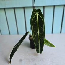 Load image into Gallery viewer, #RD36 Anthurium Warocqueanum - Dark Narrow Form