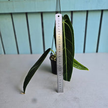 Load image into Gallery viewer, #RD36 Anthurium Warocqueanum - Dark Narrow Form