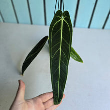 Load image into Gallery viewer, #RD36 Anthurium Warocqueanum - Dark Narrow Form