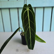 Load image into Gallery viewer, #RD36 Anthurium Warocqueanum - Dark Narrow Form