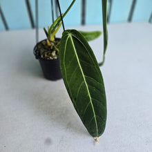 Load image into Gallery viewer, #RD36 Anthurium Warocqueanum - Dark Narrow Form