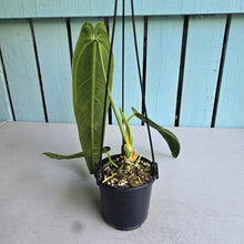 Load image into Gallery viewer, #RD36 Anthurium Warocqueanum - Dark Narrow Form