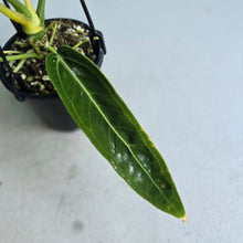 Load image into Gallery viewer, #RD36 Anthurium Warocqueanum - Dark Narrow Form