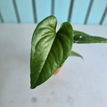 Load image into Gallery viewer, #RD6 Anthurium Watermaliense