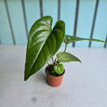 Load image into Gallery viewer, #RD6 Anthurium Watermaliense