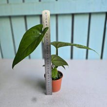 Load image into Gallery viewer, #RD6 Anthurium Watermaliense