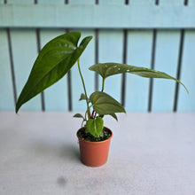 Load image into Gallery viewer, #RD6 Anthurium Watermaliense