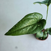 Load image into Gallery viewer, #RD6 Anthurium Watermaliense