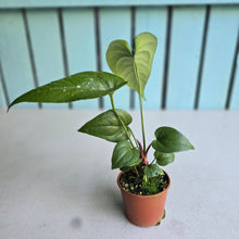 Load image into Gallery viewer, #RD6 Anthurium Watermaliense