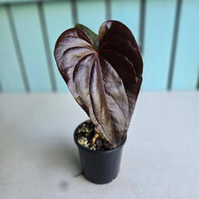Load image into Gallery viewer, #B93 Anthurium Moodeanum / Red Beauty