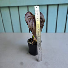 Load image into Gallery viewer, #B93 Anthurium Moodeanum / Red Beauty