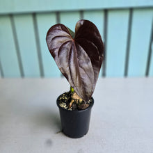 Load image into Gallery viewer, #B93 Anthurium Moodeanum / Red Beauty