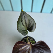 Load image into Gallery viewer, #B93 Anthurium Moodeanum / Red Beauty