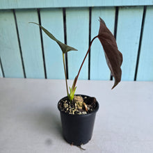 Load image into Gallery viewer, #B93 Anthurium Moodeanum / Red Beauty
