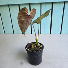 Load image into Gallery viewer, #B93 Anthurium Moodeanum / Red Beauty