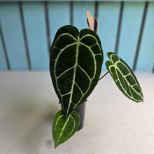 Load image into Gallery viewer, #FR43 Dark Anthurium Crystallinum x