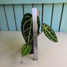 Load image into Gallery viewer, #FR43 Dark Anthurium Crystallinum x