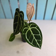 Load image into Gallery viewer, #FR43 Dark Anthurium Crystallinum x