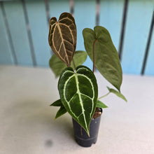 Load image into Gallery viewer, #FR43 Dark Anthurium Crystallinum x