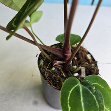 Load image into Gallery viewer, #FR43 Dark Anthurium Crystallinum x