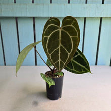 Load image into Gallery viewer, #FR29 Dark Anthurium Crystallinum x