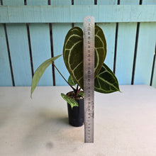 Load image into Gallery viewer, #FR29 Dark Anthurium Crystallinum x
