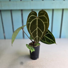 Load image into Gallery viewer, #FR29 Dark Anthurium Crystallinum x